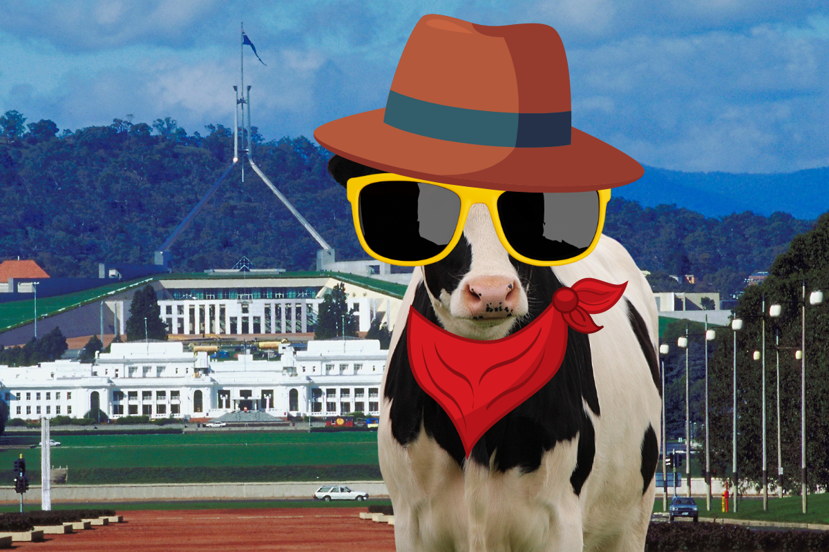 Escapee Cow on the Loose in Canberra image