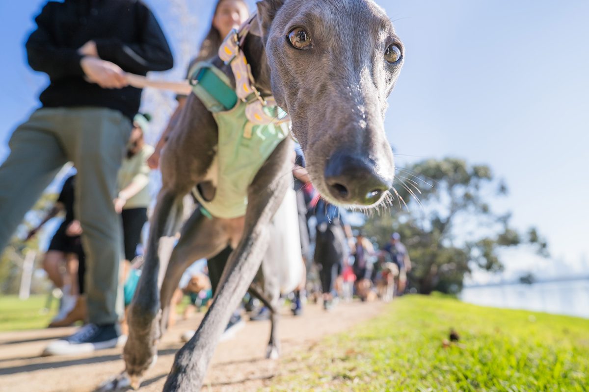 The Last Million Paws Walk This Weekend image