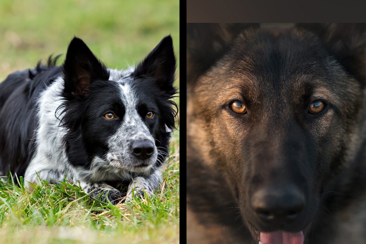 Calling All Canberra Working Dogs image
