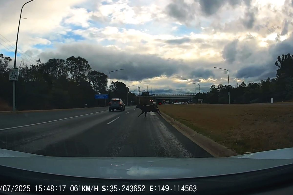 Canberra’s Newest Commuter Has Antlers image