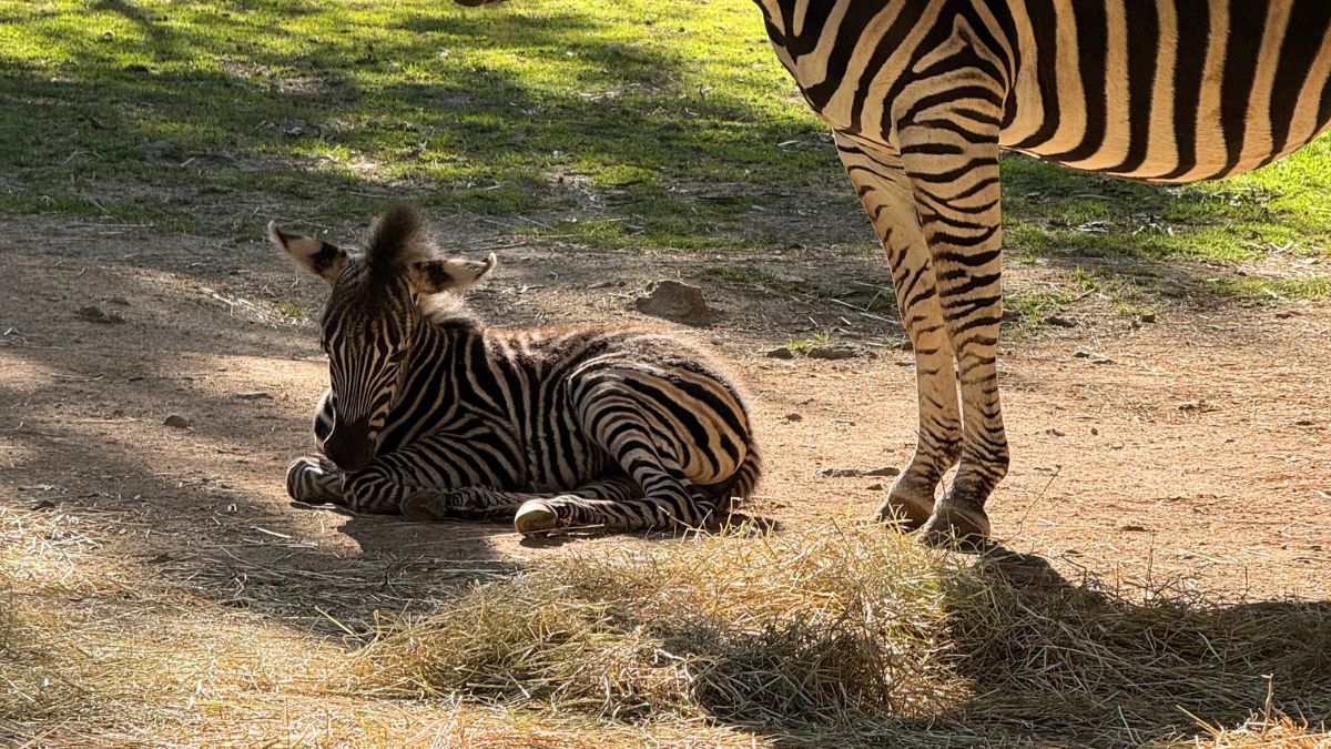 The National Zoo & Aquarium have welcomed a stripy new addition! image