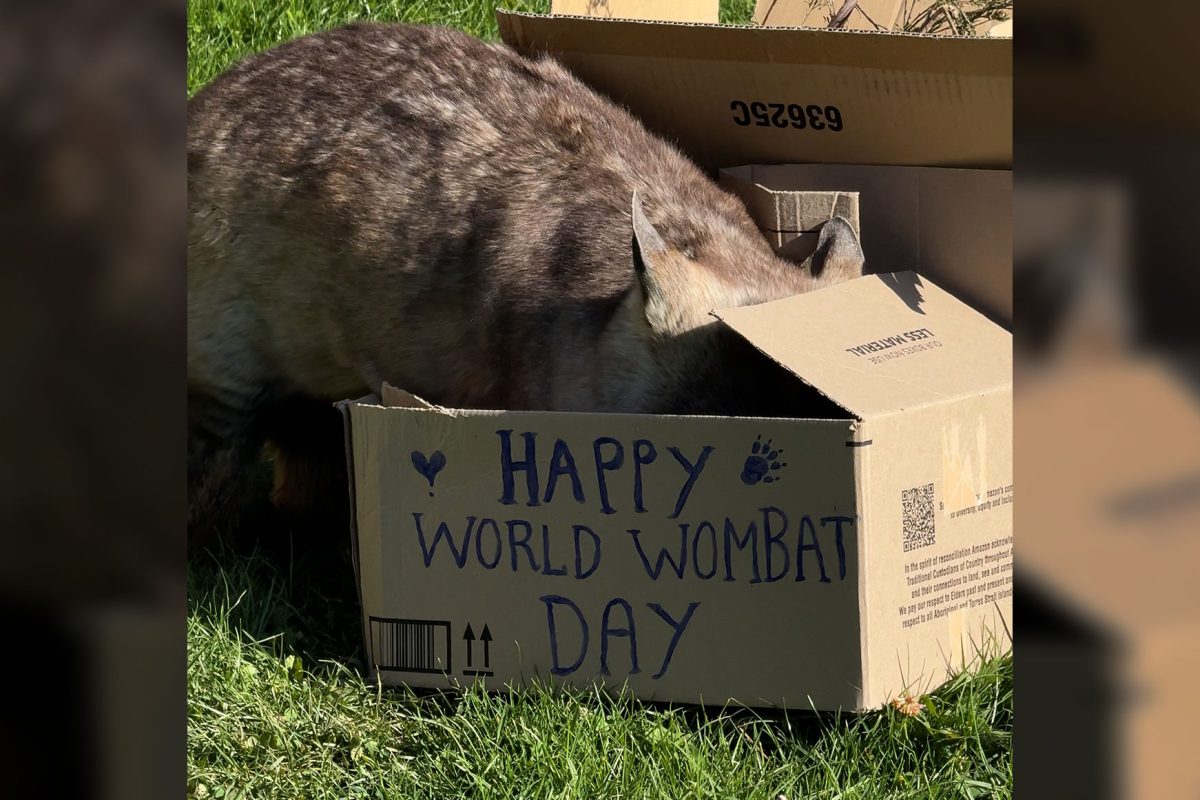 Happy WOMBAT DAY, Canberra! image