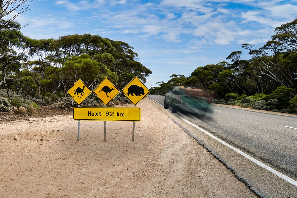 Is Canberra the Number One Aussie Wildlife Black Spot? image