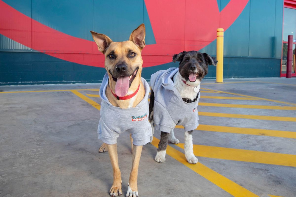 Local Bunnings looking out for rescue dogs! image