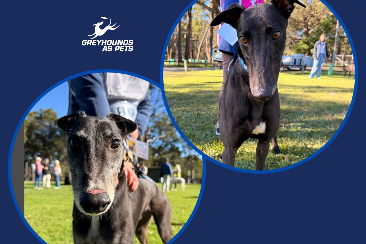 You’re Just Looking… Right? Greyhounds This Sunday image